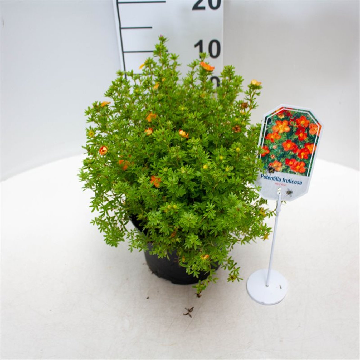 Potentilla f. 'Red Ace' - C3 25-30 CM
